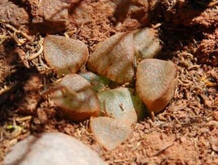 Sierlijke Haworthia emelyae plant in pot, groen met witte strepen.