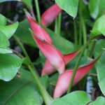 Rode Heliconia stricta bloem op groene bladeren achtergrond.