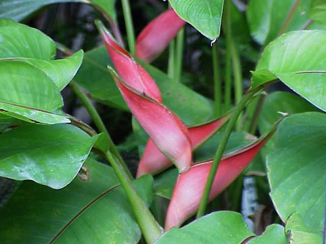 Rode Heliconia stricta bloem op groene bladeren achtergrond.