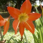 Hippeastrum ferreyrae met rode trompetvormige bloemen en groene bladeren.