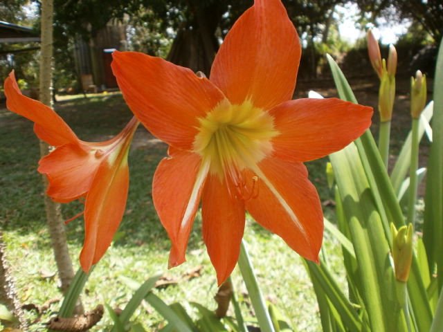 Hippeastrum ferreyrae met rode trompetvormige bloemen en groene bladeren.