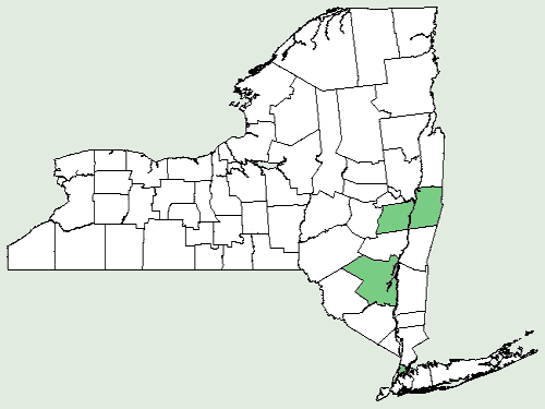 Hosta ventricosa verspreidingsgebied illustratie in groen en paars.