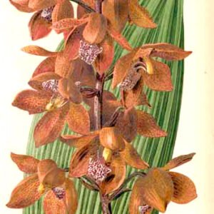 Close-up van een Stanhopeinae orchidee bloem in geel en paars.