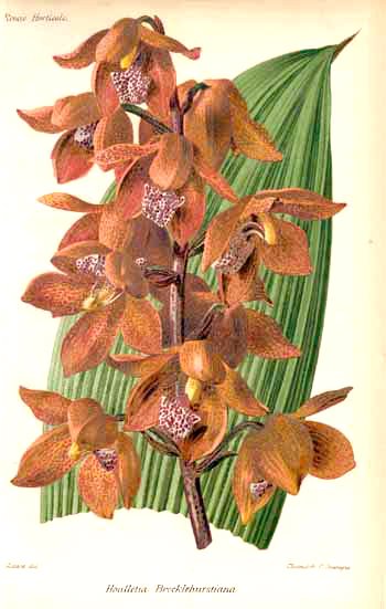 Close-up van een Stanhopeinae orchidee bloem in geel en paars.