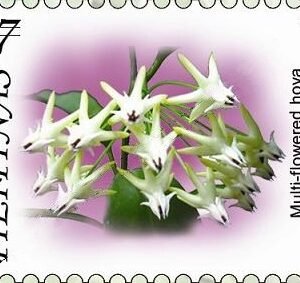 Hoya multiflora plant met bloemen op Filipijns postzegel.