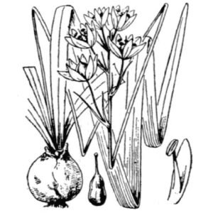 Hyacinthoides hispanica plant met blauwe bloemen en groen blad.