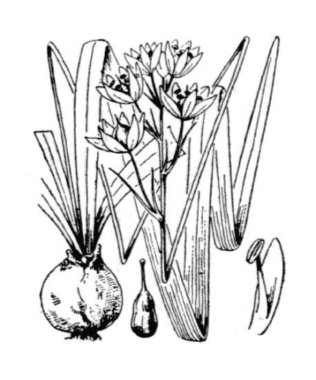 Hyacinthoides hispanica plant met blauwe bloemen en groen blad.