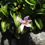 Lobelia oligophylla plant met levendige groene bladeren en delicate paarse bloemen.
