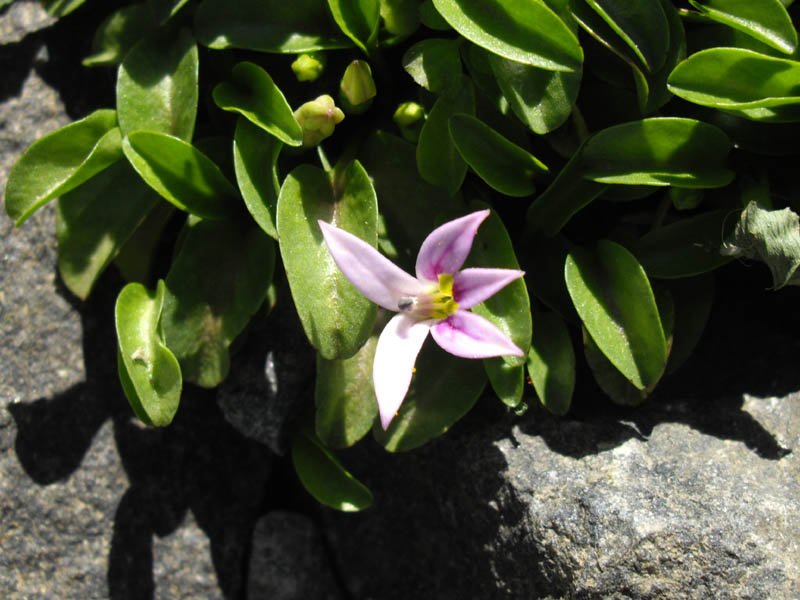 Lobelia oligophylla plant met levendige groene bladeren en delicate paarse bloemen.