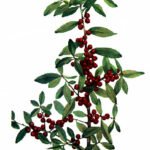 Ilex vomitoria plant met groen blad en rode bessen.