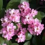 Rhaphiolepis indica bloeiende witte bloemen op groen blad.