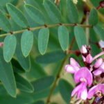 Jonge bloemen van de Indigofera australis plant in close-up.