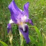 Paarse Iris bloem met witte accenten en groene bladeren.