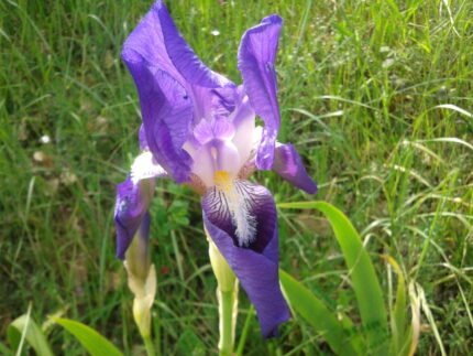 Paarse Iris bloem met witte accenten en groene bladeren.