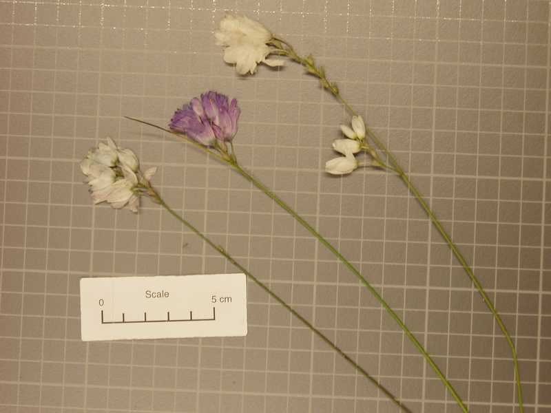 Ixia polystachya bloeiende plant in schaduwrijke omgeving.