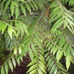 Bladeren van Jagera pseudorhus plant in close-upweergave.