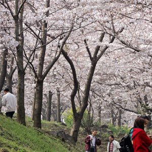 Prunus ×nudiflora bloeiende roze kersenbloesem op lentefestival.