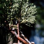 Juniperus deppeana met groenblijvende naalden en kegelvormige kegels, in natuurlijke omgeving.