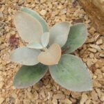 Kalanchoe orgyalis plant with silver fuzzy leaves - Dutch