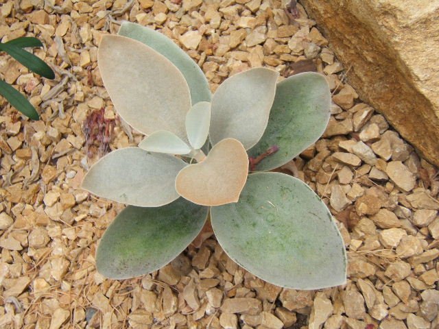 Kalanchoe orgyalis plant with silver fuzzy leaves - Dutch