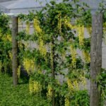 Bloeiende gele Laburnum ×watereri struik met groene bladeren.