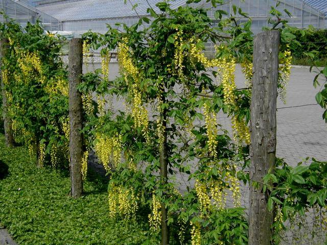 Bloeiende gele Laburnum ×watereri struik met groene bladeren.