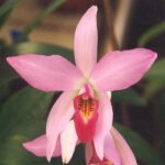Prachtige paarse bloeiende Laelia orchidee met groene bladeren.