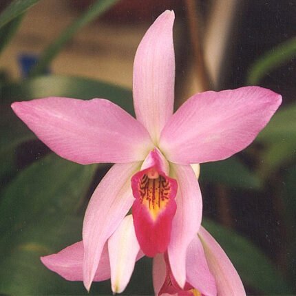 Prachtige paarse bloeiende Laelia orchidee met groene bladeren.