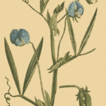 Lathyrus bloeiende plant in het paars met groene bladeren op een witte achtergrond.