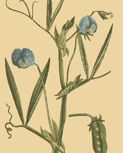 Lathyrus bloeiende plant in het paars met groene bladeren op een witte achtergrond.