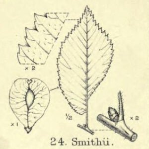 Ulmus ×hollandica ‘Smithii’ blad, groen met licht textuur.