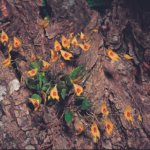 Lepanthes guatemalensis orchidee met kleine bloemen en groen blad op zwarte achtergrond.