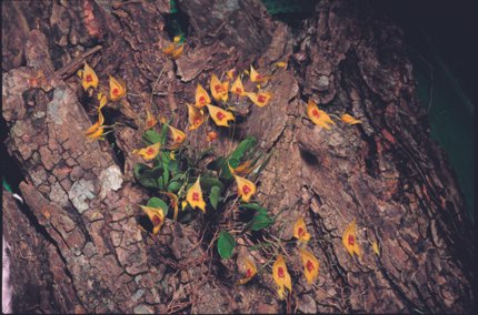 Lepanthes guatemalensis orchidee met kleine bloemen en groen blad op zwarte achtergrond.