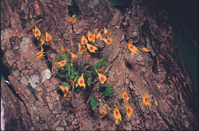 Lepanthes guatemalensis orchidee met kleine bloemen en groen blad op zwarte achtergrond.