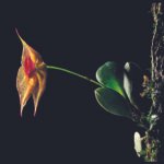 Kleine orchidee met groene bladeren en gele bloemen tegen zwarte achtergrond.