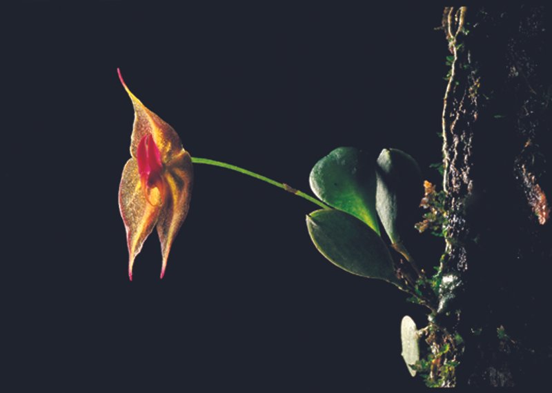 Kleine orchidee met groene bladeren en gele bloemen tegen zwarte achtergrond.