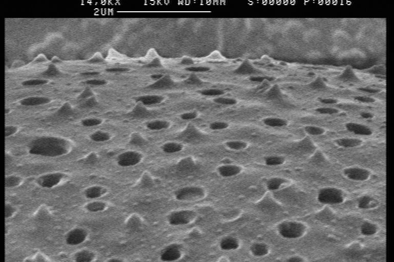 Lepismium warmingianum spinulae cactus met langwerpige delicate bladeren in sierlijke groeiwijze.