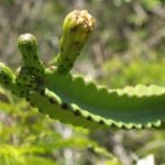 Leptocereus plant met lange groene stelen en kleine doornen.