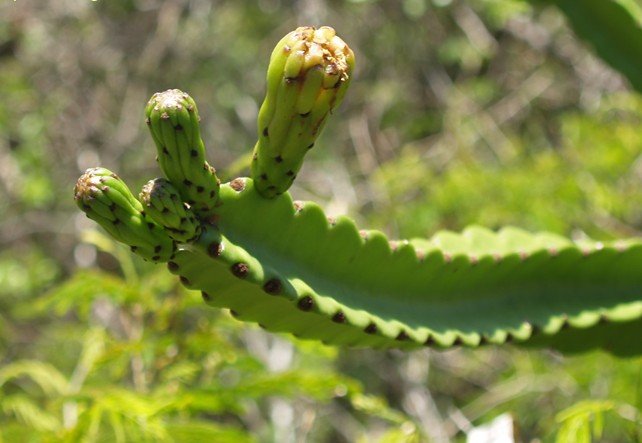 Leptocereus plant met lange groene stelen en kleine doornen.