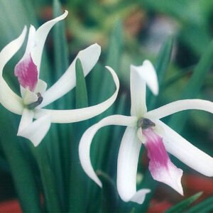 Witte orchidee Leptotes bicolor met paarse accenten op groene steel.