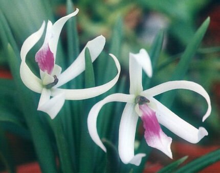 Witte orchidee Leptotes bicolor met paarse accenten op groene steel.