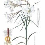 Lilium formosanum bloem in volle bloei met witte bloemblaadjes en accentkleuren.