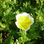 Limnanthes douglasii bloem in volle bloei met witte en gele bloemblaadjes.
