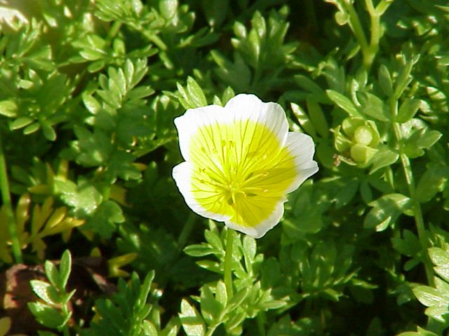 Limnanthes douglasii bloem in volle bloei met witte en gele bloemblaadjes.