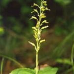 Neottia banksiana orchidee met groene bladeren en kleine witte bloemen.