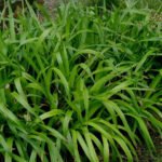 Luzula sylvatica plant met langwerpige groene bladeren in schaduw.