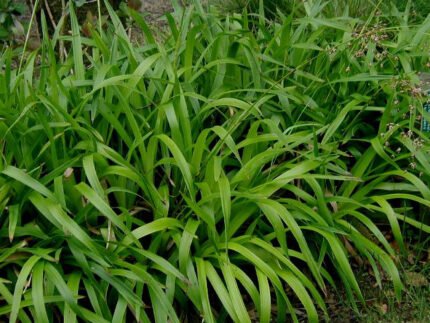 Luzula sylvatica plant met langwerpige groene bladeren in schaduw.
