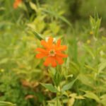 Bloeiende Silene cognata plant met roze bloemen en groen blad.