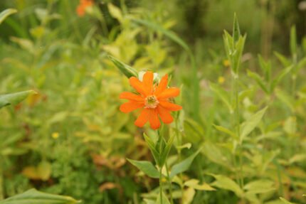 Bloeiende Silene cognata plant met roze bloemen en groen blad.