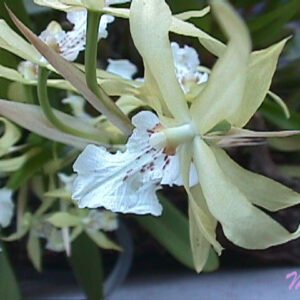 Yellow and white Miltonia flavescens orchid on wooden background.